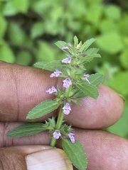 Stachys agraria