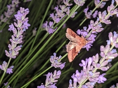 Pyrrhia exprimens