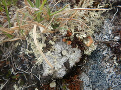 Sphaerophorus fragilis