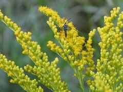 Synanthedon exitiosa