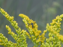 Synanthedon exitiosa