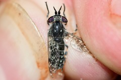 Haematopota americana