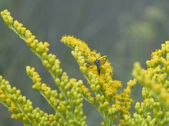 Synanthedon exitiosa