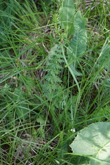 Seseli condensatum