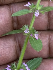 Stachys agraria