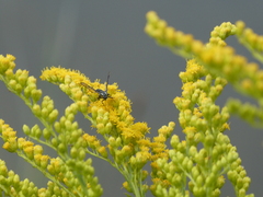 Synanthedon exitiosa