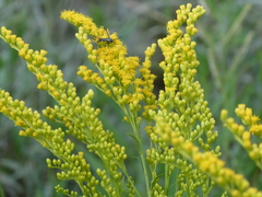 Synanthedon exitiosa