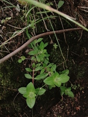 Richardia brasiliensis