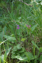 Primula matthioli altaica