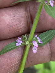 Stachys agraria
