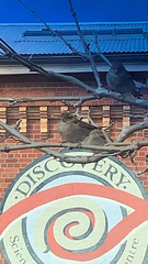 Passer domesticus