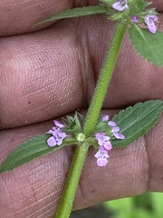 Stachys agraria