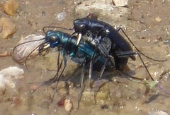 Cicindela nigrocoerulea