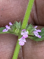 Stachys agraria