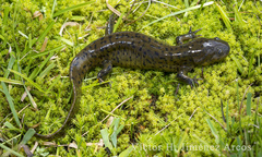 Ambystoma granulosum