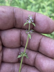 Stachys agraria