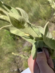 Euschistus variolarius