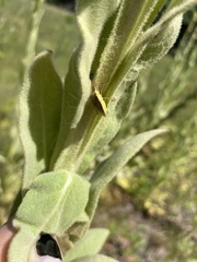 Euschistus variolarius