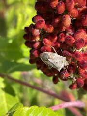 Euschistus variolarius