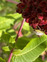Euschistus variolarius