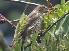 Haemorhous mexicanus
