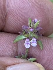 Stachys agraria