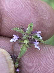 Stachys agraria