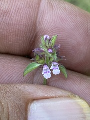 Stachys agraria