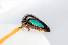 Stictopelta