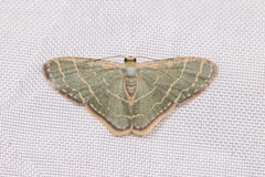 Lophophleps triangularis