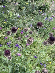 Centaurea kotschyana