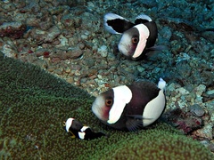 Amphiprion polymnus