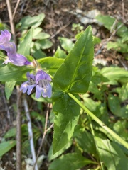 Penstemon rattanii