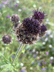 Centaurea kotschyana