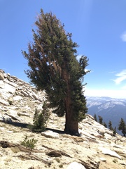 Pinus balfouriana austrina