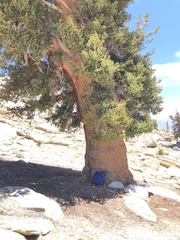 Pinus balfouriana austrina