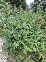 Centaurea kotschyana