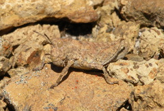 Tristiridae