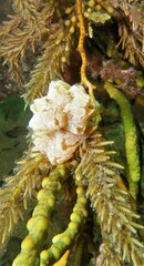 Aplidium opacum