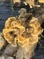 Primavelans insculpta