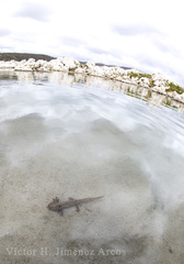 Ambystoma taylori