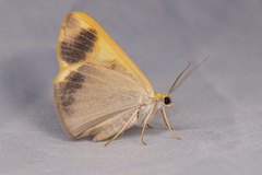 Nothomiza flavicosta