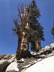 Pinus balfouriana austrina