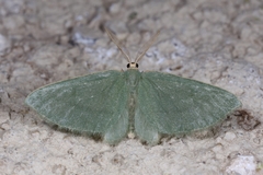 Celonoptera mirificaria