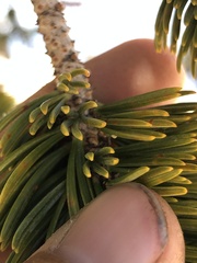 Pinus balfouriana austrina