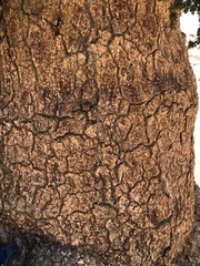 Pinus balfouriana austrina