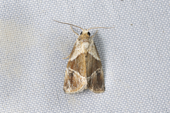 Maliattha separata