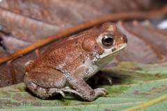 Incilius perplexus