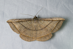 Entomogramma fautrix