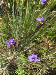 Sisyrinchium montanum